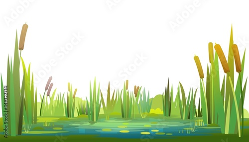 Swamp landscape with reed and cattail. Isolated element. Horizontally composition. Overgrown pond shore. Illustration vector