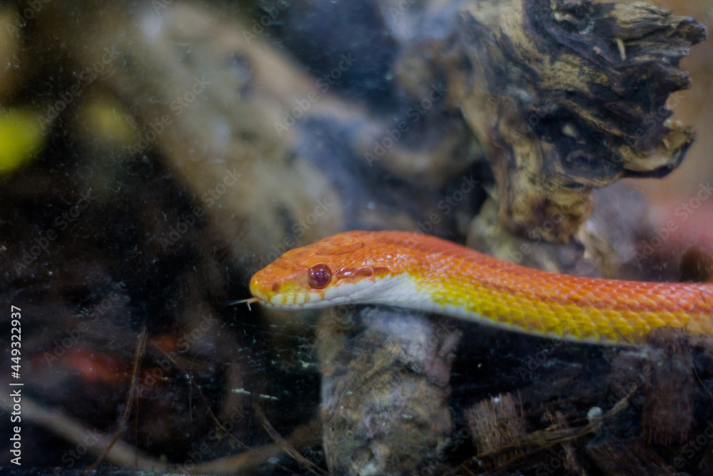 orange little snake in the aquarium. contact zoo orange little snake in the aquarium. contact zoo