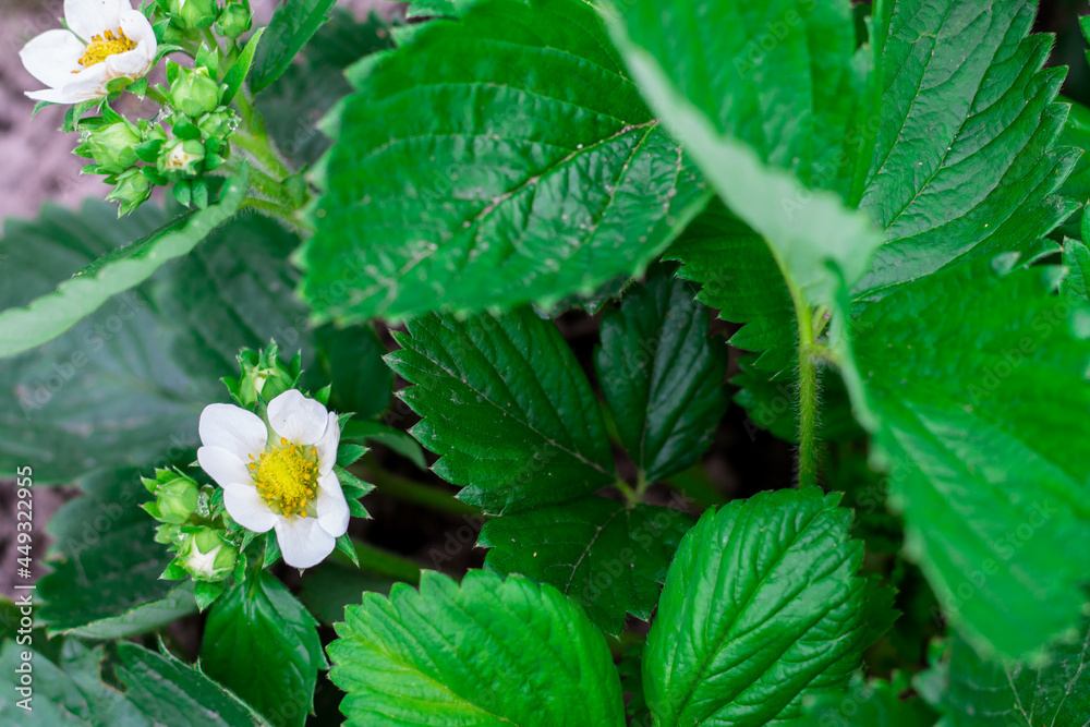 strawberry flower. flowering of fruitful plants. white flower and green leaves strawberry flower. flowering of fruitful plants. white flower and green leaves