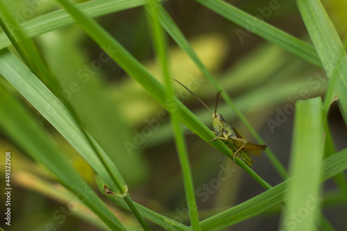 grasshopper sits on a green blade of grass. macro photography of insects.