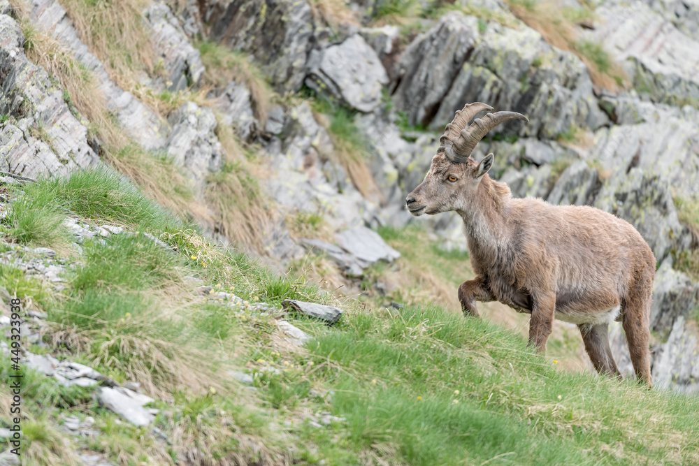 Fototapeta premium Ibex mountain in the summer season (Capra ibex)