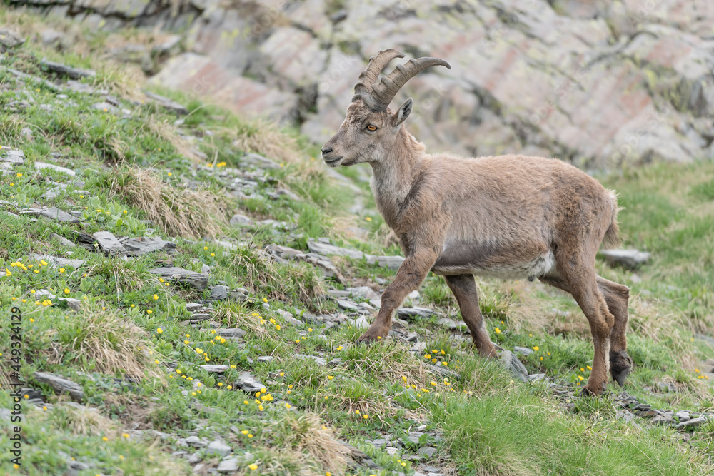 Portrait of Alpine ibex male (Capra ibex)