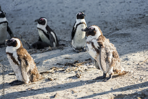 Wild African penguins in the molting season are sunbathing