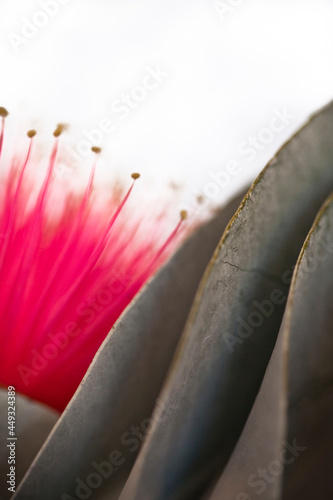 Macro picture of a eucalyptus macrocarpa flower and leaves photo