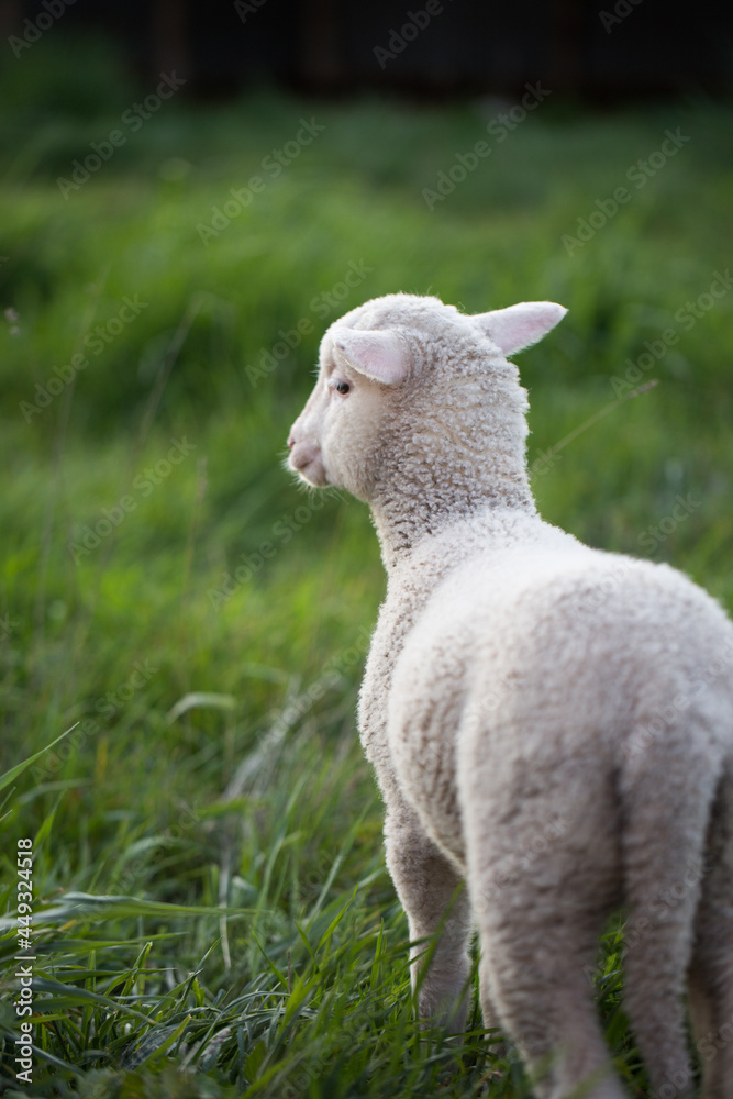 Pet lamb on a farm Pet lamb on a farm