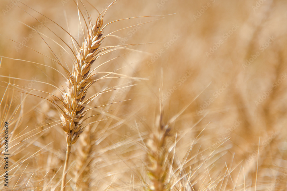 Head of ripe wheat waiting to be harvested Head of ripe wheat waiting to be harvested