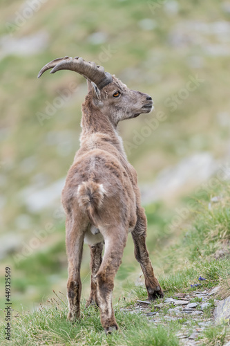 Portrait of Alpine ibex male in spring season (Capra ibex)