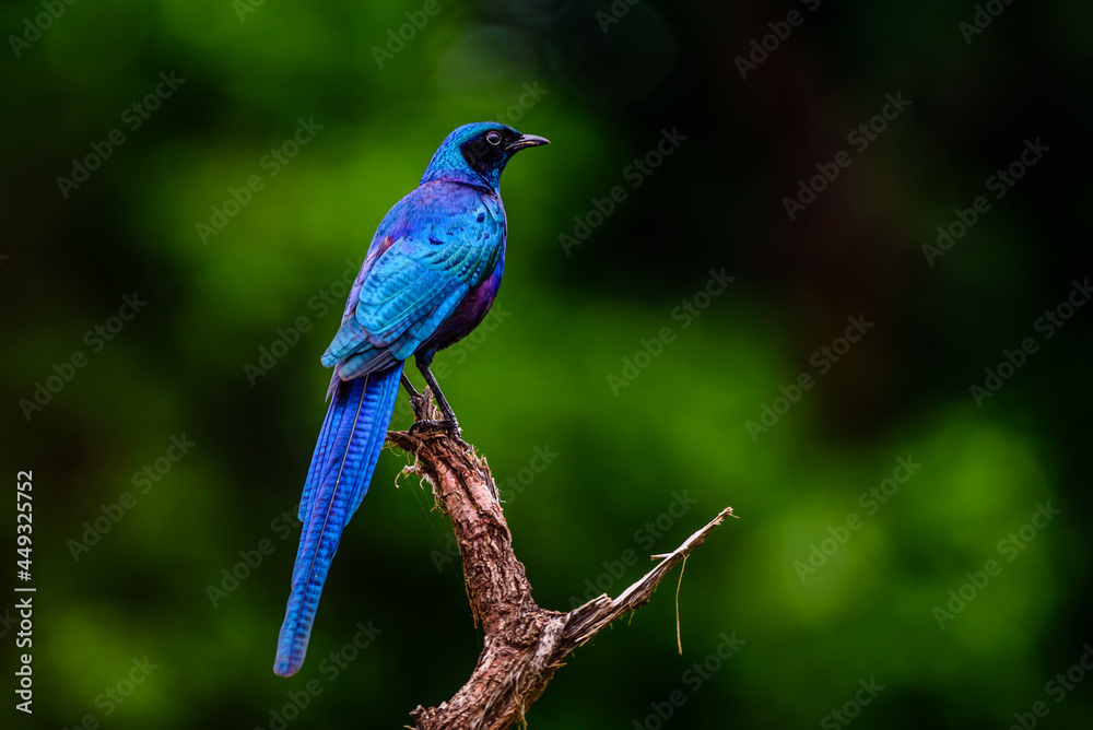 Burchell's starling bird in National park Kruger in South Africa.