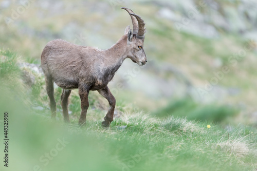 Alpine ibex male in the grass  Capra ibex 