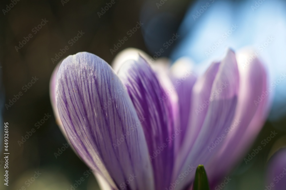 purple crocus in the garden