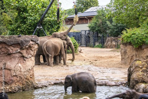 Canvas Print Scenic view of a herd of elephants on the riverside