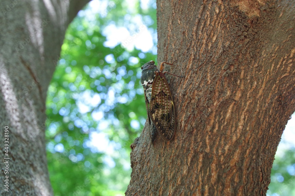 Obraz premium 夏のアブラゼミ