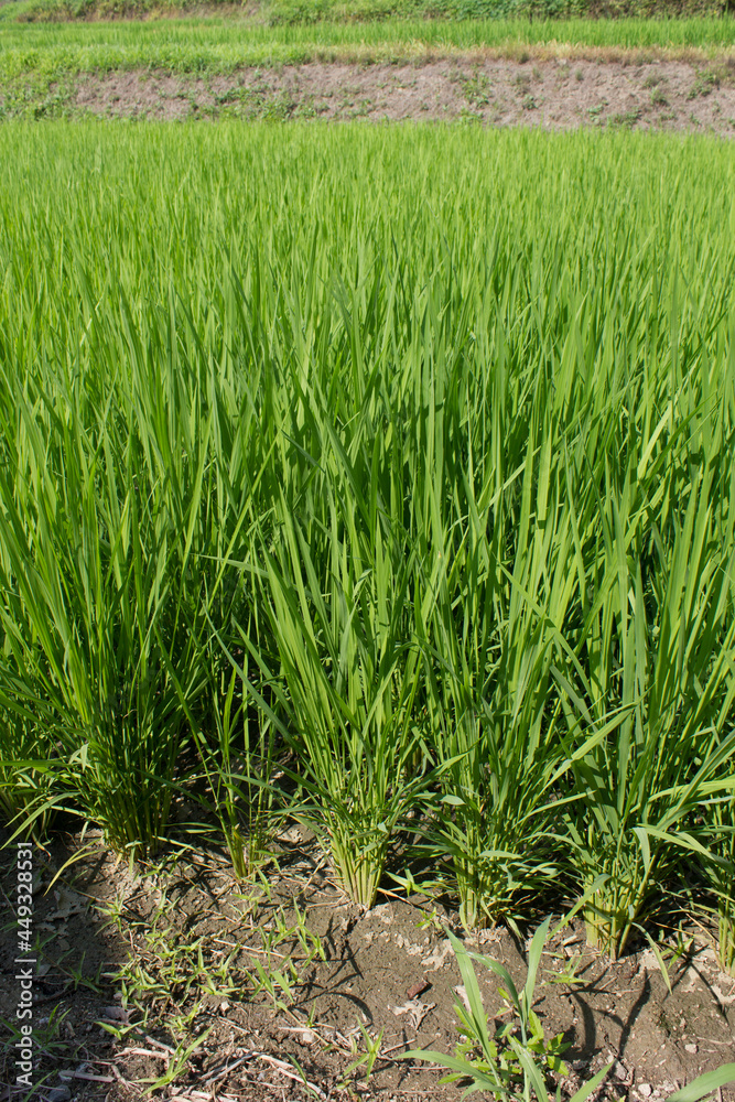 Fototapeta premium it is summer Green rice field.