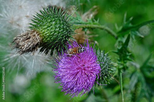 Honey bee on a Spear thistle, common thistle // Honigbiene an einer Kratzdistel, Lanzett-Kratzdistel (Cirsium vulgare)