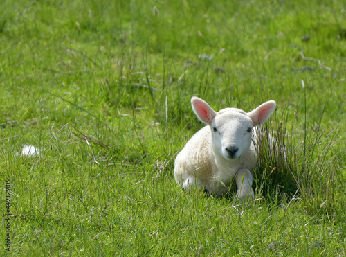 Lamb in field near Uig on Isle of Skye, Inner Hebrides, Scotland