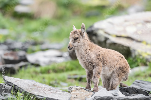 Cub of Alpine ibex, fine art portrait in the Alps mountains (Capra ibex)