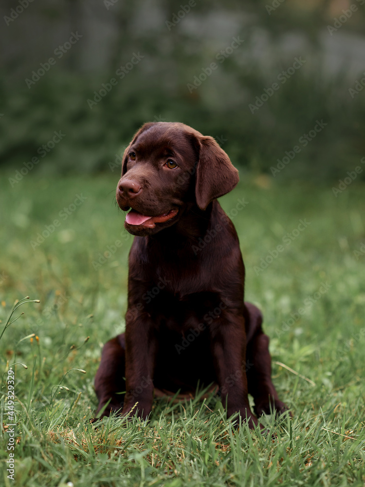 chocolate labrador puppy sitting in the grass in the park chocolate labrador puppy sitting in the grass in the park
