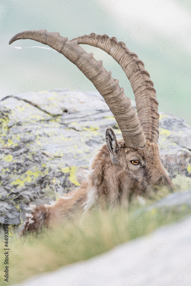 Amazing portrait for the King of the Alps mountains in spring season (Capra ibex)