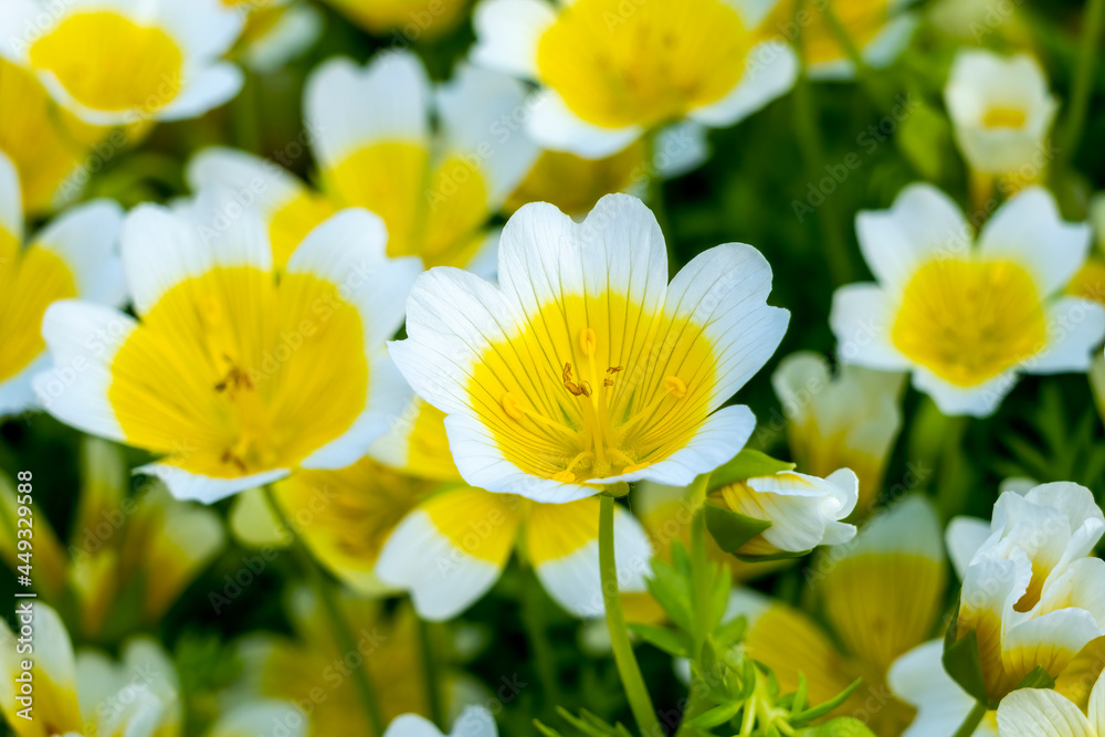 Poached egg plant, (Limnanthes douglasii) a common annual garden flower plant growing throughout spring summer and autumn, stock photo image Poached egg plant, (Limnanthes douglasii) a common annual garden flower plant growing throughout spring summer and autumn, stock photo image