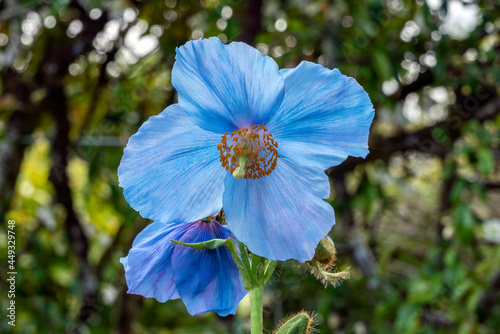 Meconopsis 'Lingholm' (Fertile Blue Group) a spring summer flowering plant with a blue summertime flower commonly known as Himalayan blue poppy, stock photo image photo