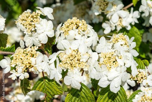 Viburnum plicatum forma tomentosum 'Shasta' a white spring summer flowering shrub commonly known as doublefire photo