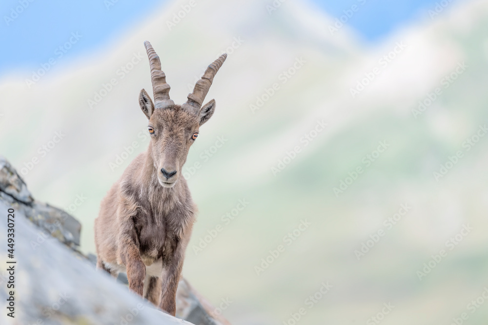 Fine art portrait of Alpine ibex female (Capra ibex) Fine art portrait of Alpine ibex female (Capra ibex)