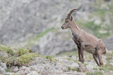 Alpine ibex male in the highlands (Capra ibex)