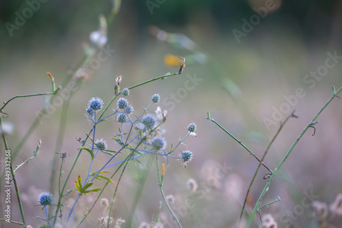 closeup wild flowers in prairie, natural outdoor background