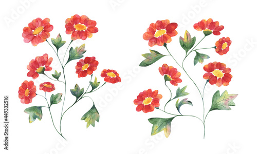 Watercolor illustration with red flowers of chamomile, chrysanthemum and twigs of leaves on a white background. Illustration for postcards, posters, fabrics, decor, packaging