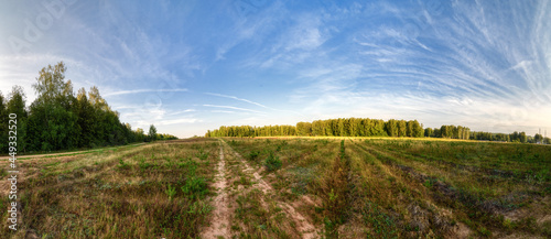 Panorama of a field with planted young pines