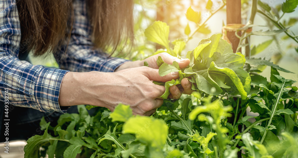 Obraz premium Woman is harvesting a healthy organic green arugula in a greenhouse. Concept of gardening and growing healthy fresh food