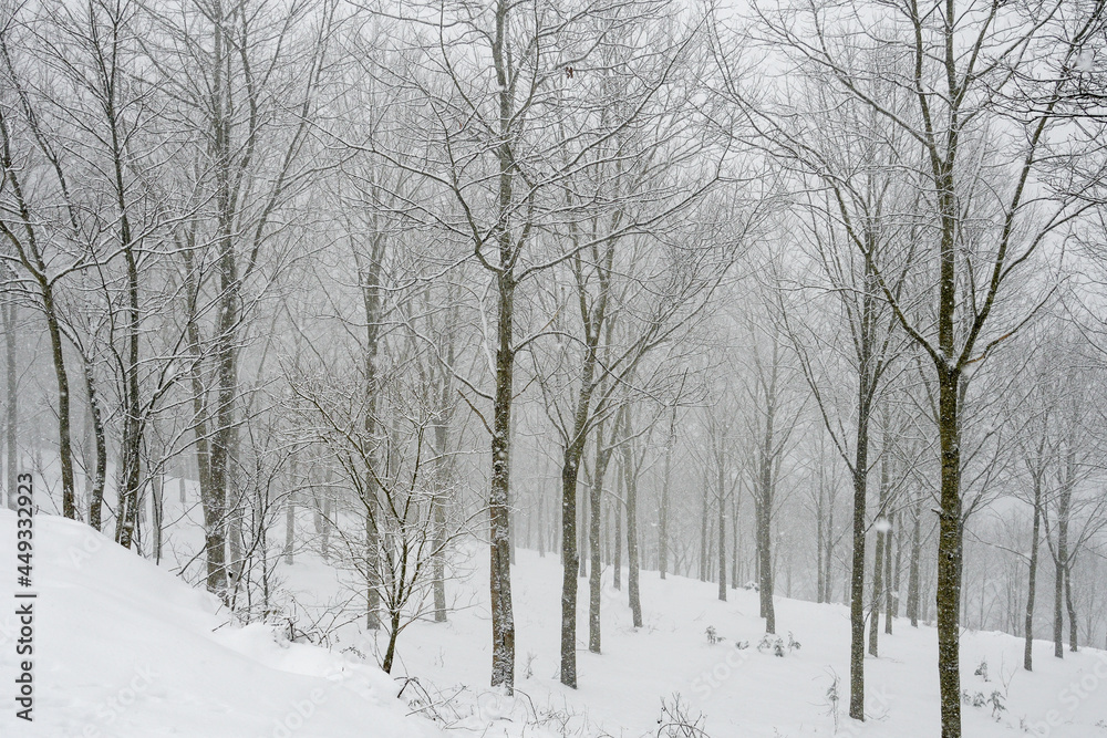 Snowy deciduous forest