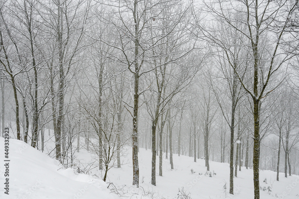 Snowy deciduous forest Snowy deciduous forest