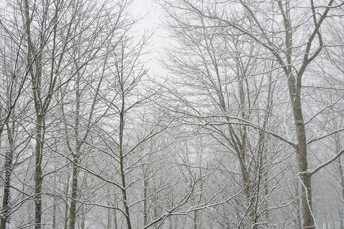 Snowy deciduous forest