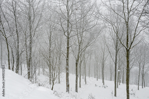Snowy deciduous forest © roberto