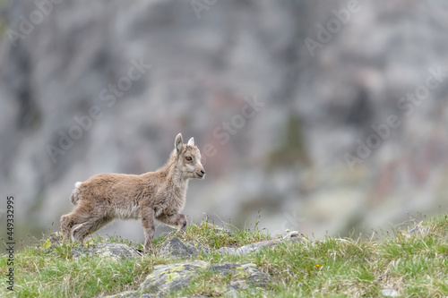Isolated cub of Alpine ibex on mountain ridge  Capra ibex 