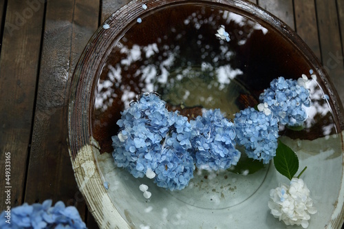 鎌倉明月院の水に浮かぶあじさい(花手水)