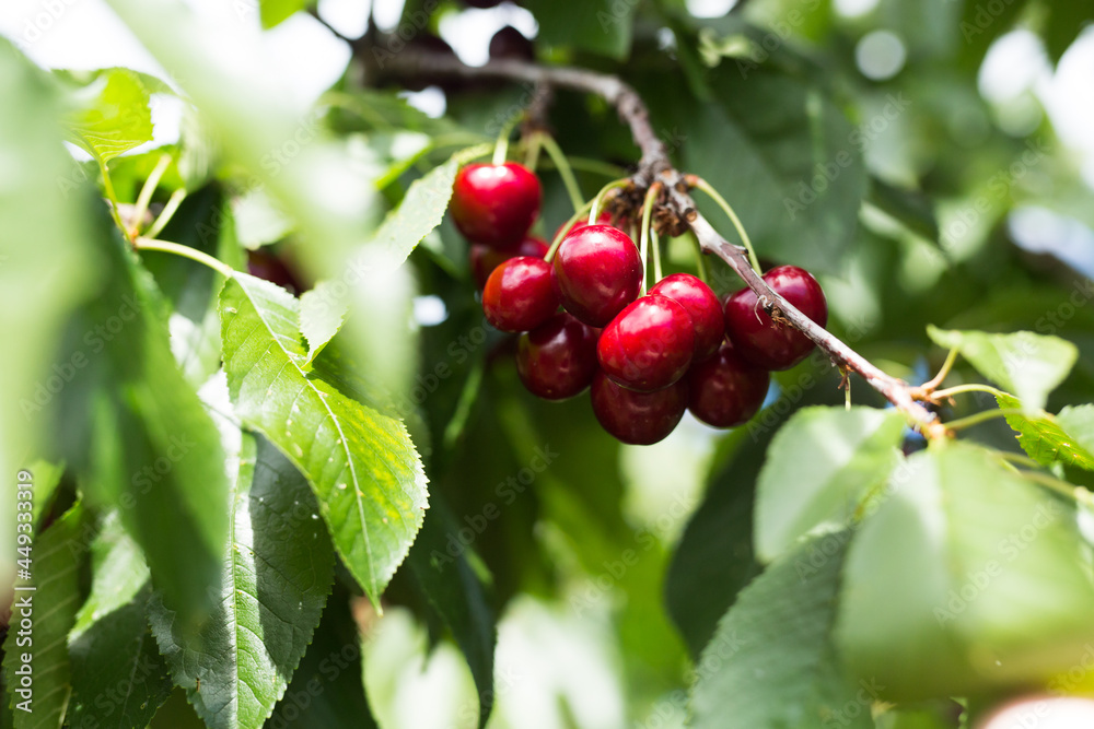 Ripe cherries hanging from a branch Ripe cherries hanging from a branch