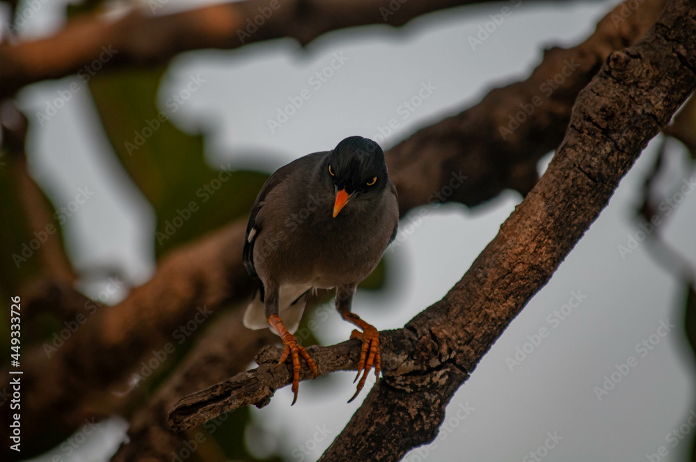 Fototapeta premium birds