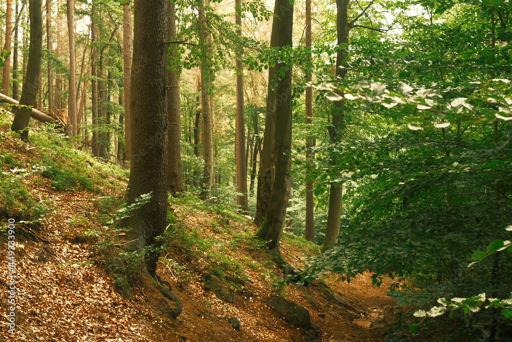 Obraz premium Erholung im Wald