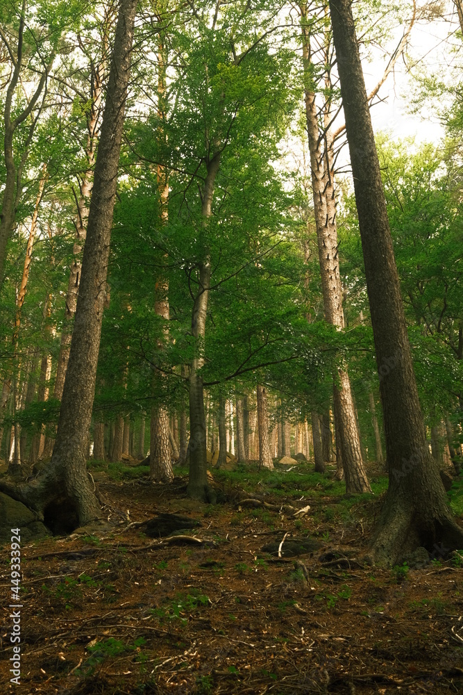 Grüner frischer Wald im Ilsetal Harz Grüner frischer Wald im Ilsetal Harz