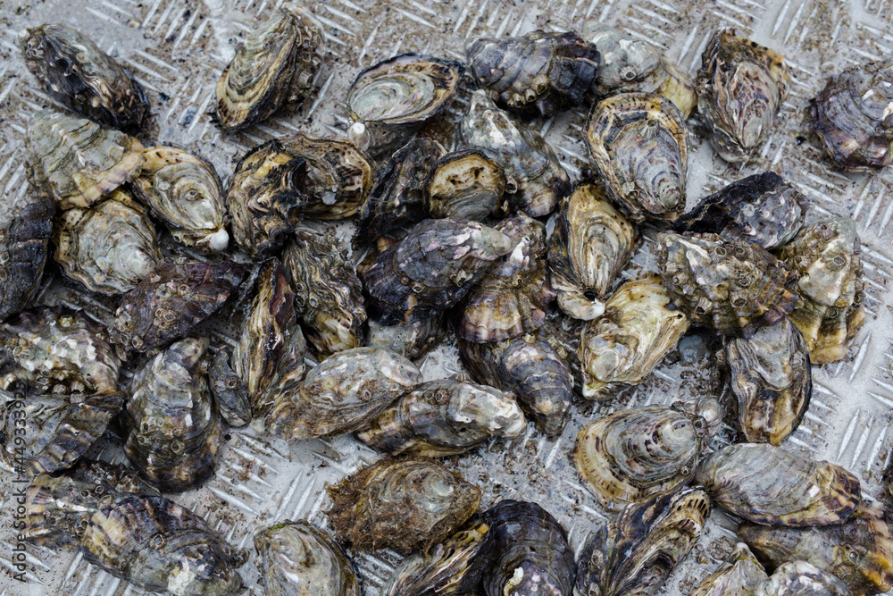 pacific oysters on a boat deck pacific oysters on a boat deck
