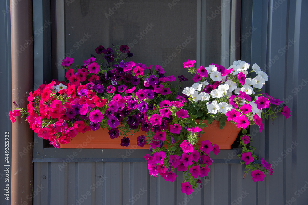 Flower pots hanging on a farm, in Sibiu, Romania, July, 2021