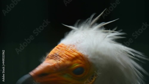 The head of the vulture. Angry dangerous bird. Egyptian vulture looks at the camera. Turn your head. Portrait of a wild bird. Nature animal background. photo
