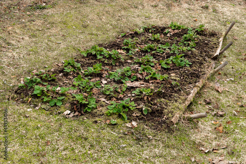 a small strawberry bed in early spring
