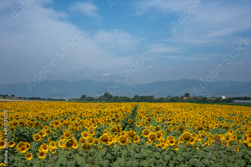 sunflower plantation in Bistrita, Romania, July, 2021