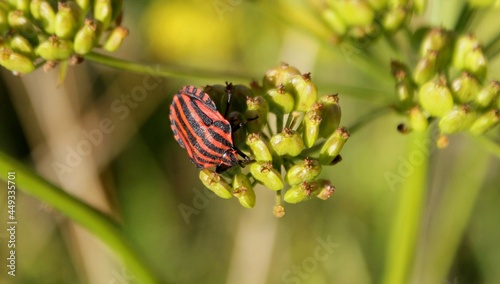 Obraz na plátně Insect, striped bug on the stem of a plant