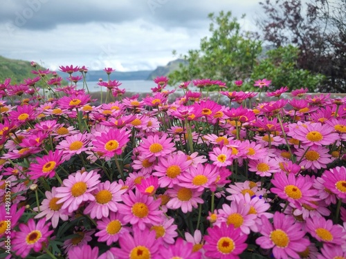 field of flowers