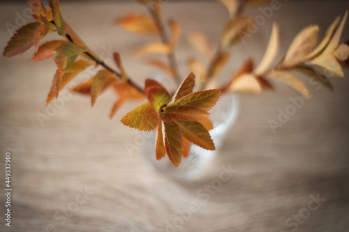 leaf, leaves, yellow, beauty, macro, orange, tree, color