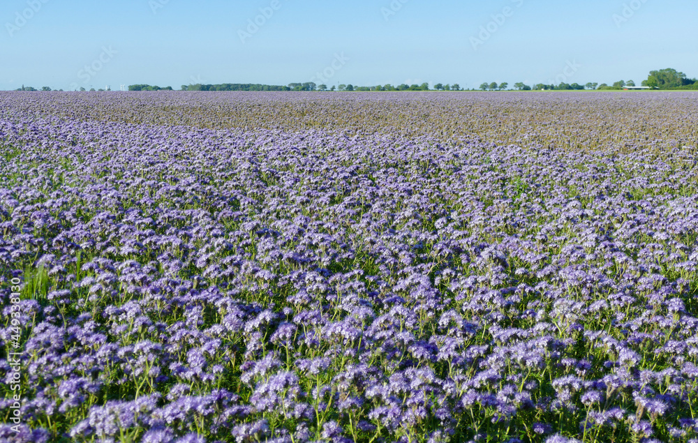 Phacelia flower meadow